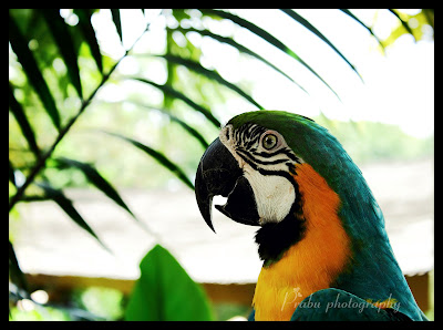 சிங்கப்பூர் பறவைகள் பூங்கா புகைப்படங்கள் -(BIRD PARK SINGAPORE) -Part-1 Birds park post-1 (2)